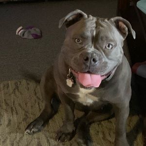 Meet your Posher, Missy